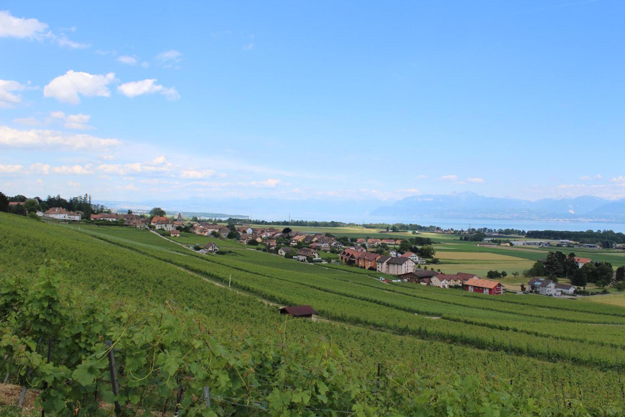 Au Coeur Du Vignoble Sur Bursins Bed and Breakfast Eksteriør billede